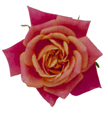 Image of rose