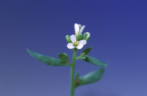 Mustard Weed