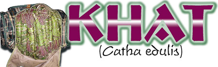 Khat (Catha edulis).