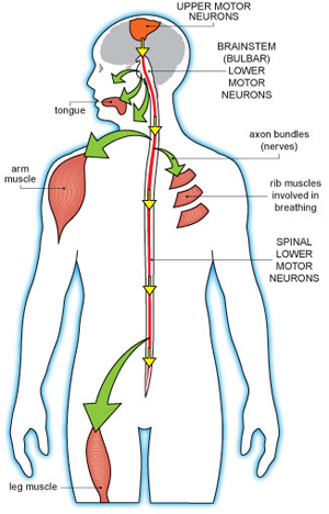 Motor Neuron diagram