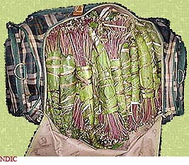 Photograph of a bundle of khat in a duffle bag.