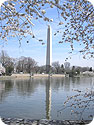 The Washington Monument surrounded by cherry blossoms.