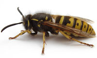 wasp