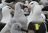 An Albatross amongst its colony, fitted with a yellow transmitter, in the Falkland - Malvinas Islands.