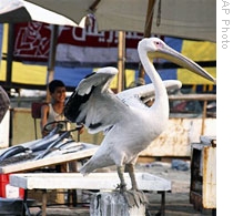A pelican waves its wings as it advertises a fish market in Ismailia, Egypt, 17 Apr 2009