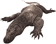 Picture of Komodo dragon