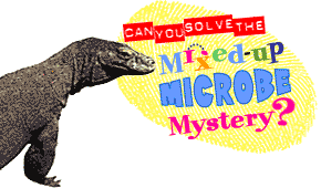 Picture of Komodo dragon  Mixed-up Microbe Mystery?