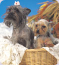 Two dogs sitting in a basket.