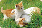 Two cats playing in the grass.