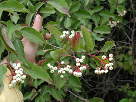 Cornus drummondii