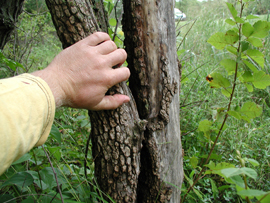 Large specimen of Viburnum prunifolium