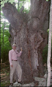 Mark Widrlechner, Horticulturist