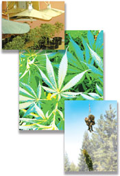 Cannabis collage cover photos.