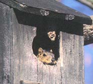 {Squirrel in bird house image}