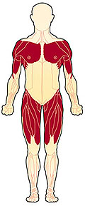 La LGMD afecta principalmentelos músculos alrededor de las caderas y los hombros.