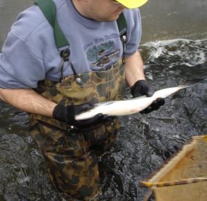 American Shad pulled from Susquehanna River