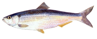 Blueback herring