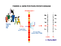 Finding a Gene for Parkinson's Disease