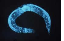 C. elegans image