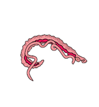 Parasite: schistosome