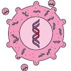 HIV (human immunodeficiency virus)