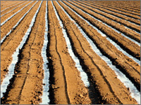 rows of irrigated crop land