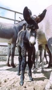 Baby Burro