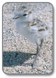 Western Snowy Plover