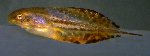 Small image of tadpole spp.