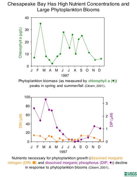 Chesapeake Bay Has High Nutrient Concentration and Large Phytoplankton Blooms