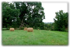 Hay Meadow