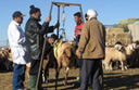 Lamb fattening trials in Oriental, lessening the burden on rangelands. Operation supported by USAID's Integrated Agriculture and Agribusiness program