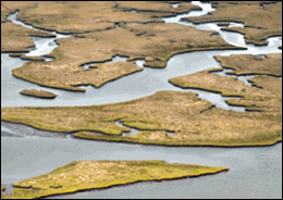 An example photo of a marsh from the Alabama Environmental Sensitivity Index atlas. Under the ESI method, salt- and brackish-water marshes are ranked as 10A for sensitvity to oil.