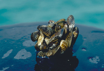 Zebra Mussels