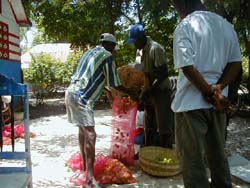 Farmers package their peppers for
market.
