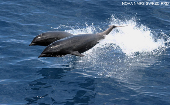 Northern Right Whale Dolphin