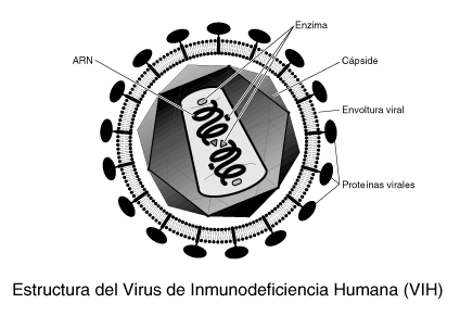 Virus de inmunodeficiencia humana (VIH) /síndrome de inmunodeficiencia adquirida (sida)