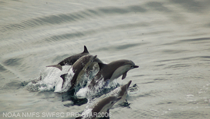 short-beaked common dolphin