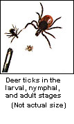 Deer ticks in the larval, nymphal, and adult stages.