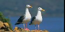 The Western Gull - a common resident of Alcatraz Island.