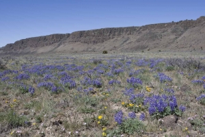 Steens Mountain Cooperative Management & Protection Area