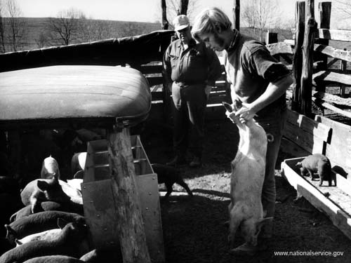 VISTA member Larry Barkdoll, 20, who spent two years with the Frakes Feeder Pig Co-op in Williamsburg, Kentucky, loads feed on a pickup truck in 1972 for delivery to a farmer. With him is farmer and co-op member Clarence Rice.