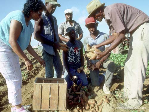 VISTA alumnus Clessie “Pop” Milburn (holding yams) explains the grades of yams to VISTA member Beatrice Edwards and trainees at the Southern Development Foundation Demonstration Farm in Opelousas, Louisiana, in 1986.