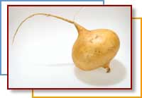 Photo of jicama