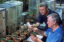 Fred Gildow and Vernon Damsteegt set up lab experiment. Link to photo information