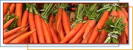 Photo of carrots