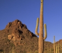 Southwest desert scape