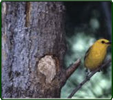 Prothonotary warbler at nest . (Photographer: Vance Polton)