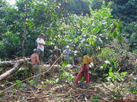 Photo of Foresters and scientists assess the carbon impact of felled tree on surrounding forest in northern Republic of Congo.