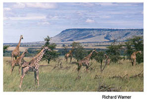 Giraffes standing in grass, with a mountain ridge in the distance. Photo source: Richard Warner